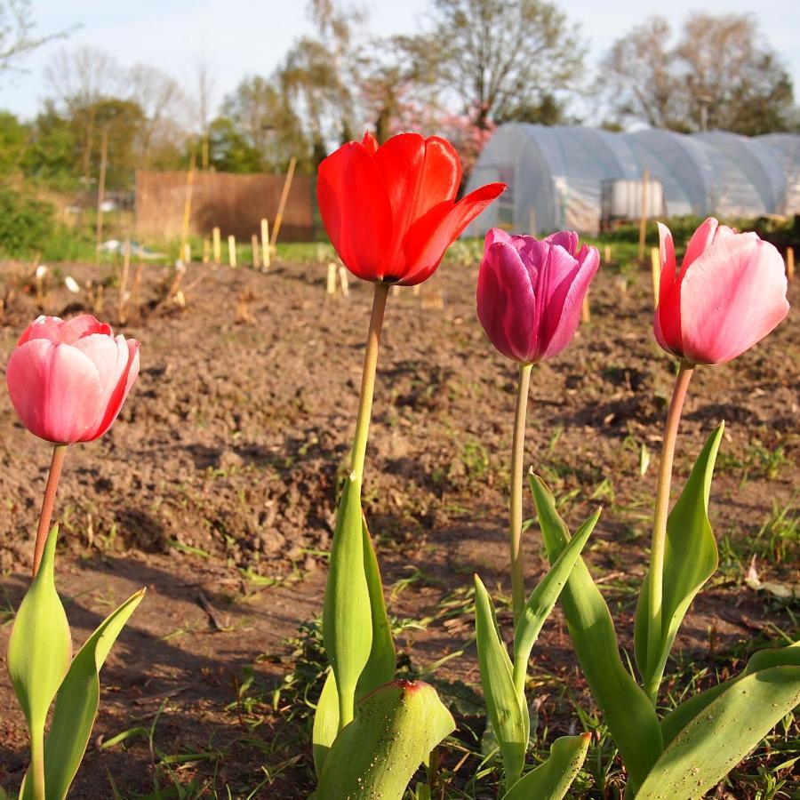 Amsterdam Farm Lodge Εξωτερικό φωτογραφία
